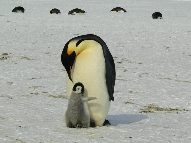 teléfono selwo marina
pinguinos
animales marinos